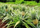 Côte d’Ivoire : La filière de l’ananas en difficulté