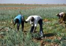 L’oignon du Burkina : une denrée bradée